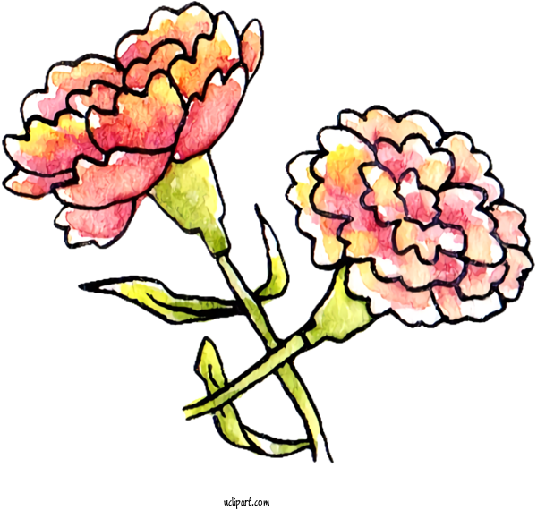 Free Nature Floral Design Carnation Cut Flowers For Plant Clipart Transparent Background