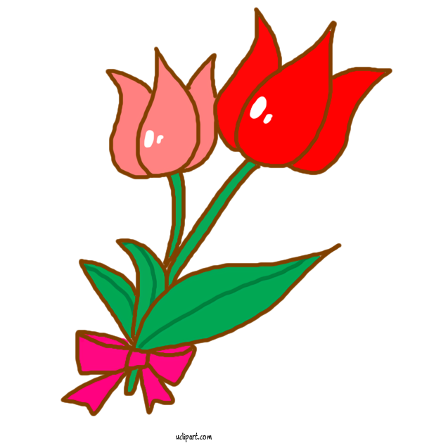 Free Nature Tulip Plants Color For Plant Clipart Transparent Background