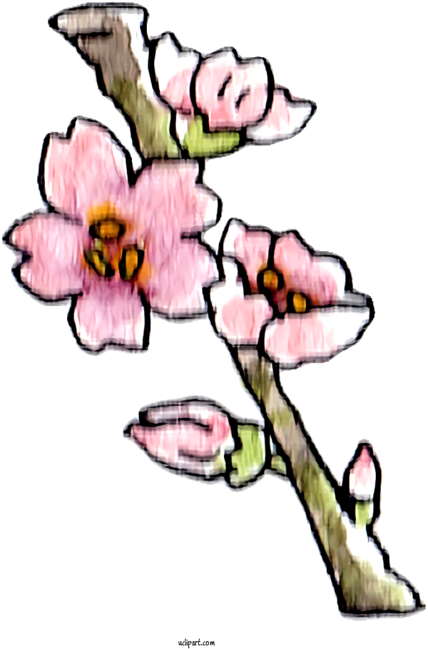 Free Nature Floral Design Flower Tulip For Plant Clipart Transparent Background