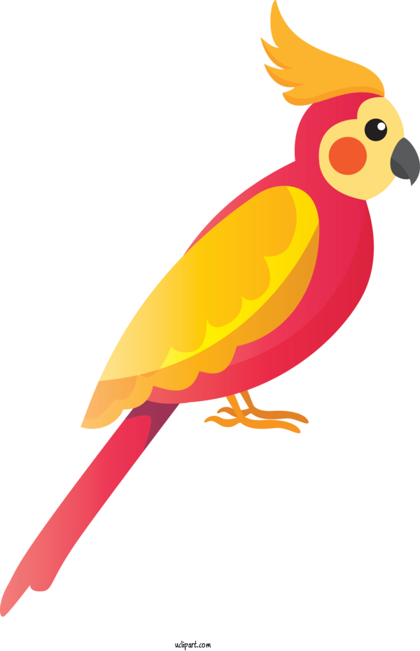 Free Animals Chicken Parrots Landfowl For Bird Clipart Transparent Background