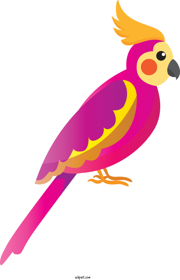 Free Animals Beak Parrots Chicken For Bird Clipart Transparent Background