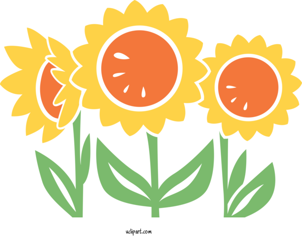Free Flowers Floral Design Common Sunflower Cut Flowers For Sunflower Clipart Transparent Background