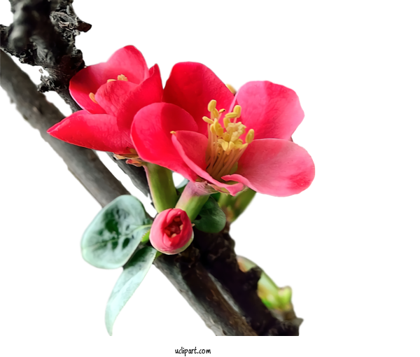 Free Nature Cut Flowers Petal Flower For Plant Clipart Transparent Background