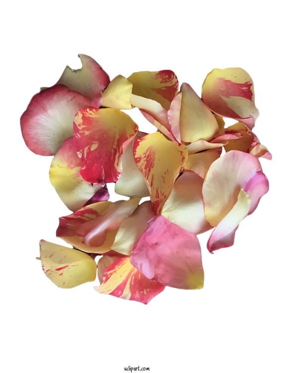 Free Nature Garden Roses Cut Flowers Petal For Plant Clipart Transparent Background
