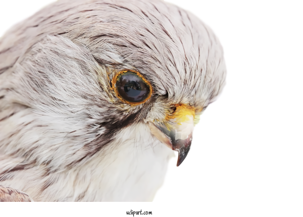 Free Animals Birds Saker Falcon Peregrine Falcon For Bird Clipart Transparent Background