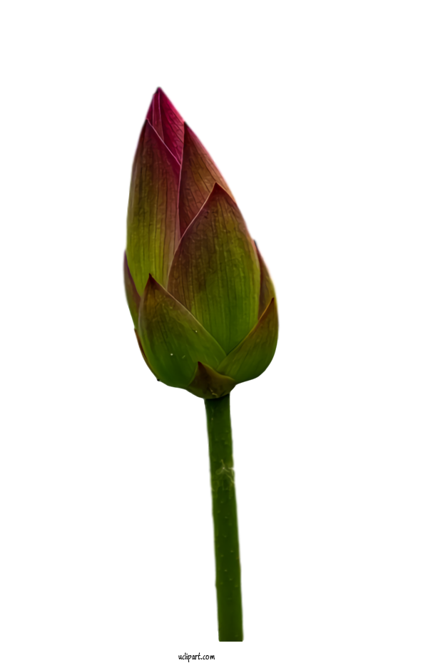 Free Nature Tulip Plant Stem Leaf For Plant Clipart Transparent Background