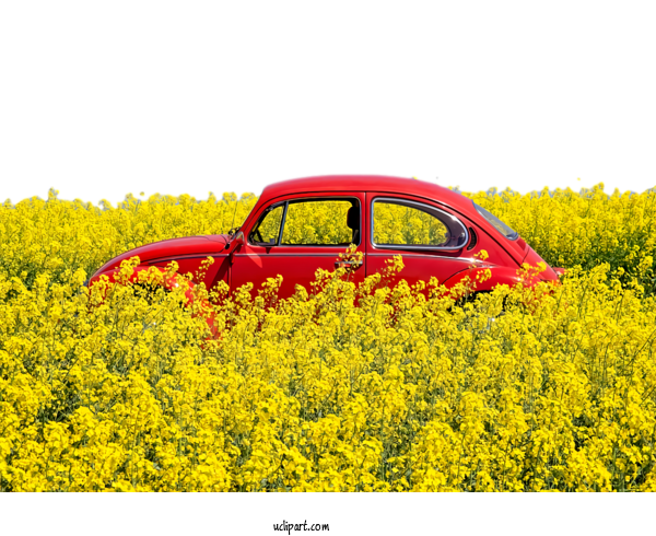 Free Nature Rapeseed Oil Car Volkswagen Beetle For Plant Clipart Transparent Background