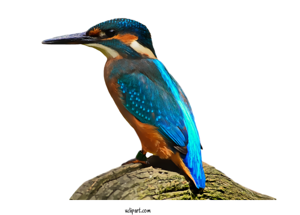 Free Animals Birds Common Kingfisher Belted Kingfisher For Bird Clipart Transparent Background