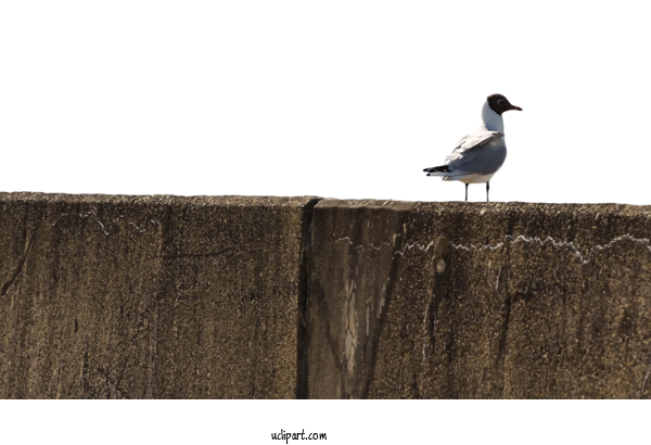 Free Animals Duck Beak Seabird For Bird Clipart Transparent Background