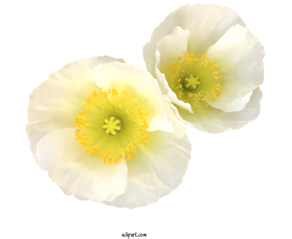 Free Nature Petal Yellow Flower For Plant Clipart Transparent Background