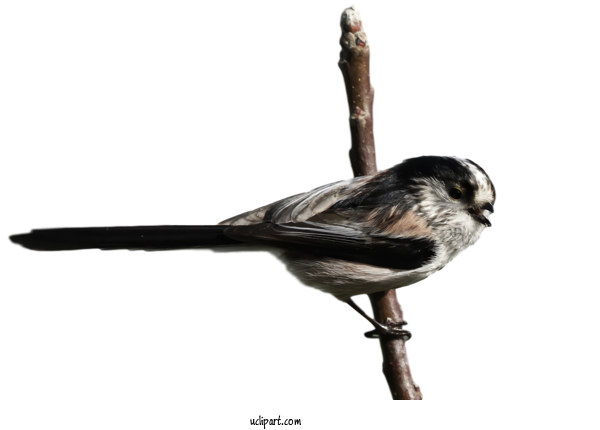 Free Animals Birds Wrens Beak For Bird Clipart Transparent Background