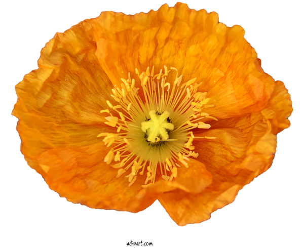 Free Nature Poppy Flower Common Poppy For Plant Clipart Transparent Background