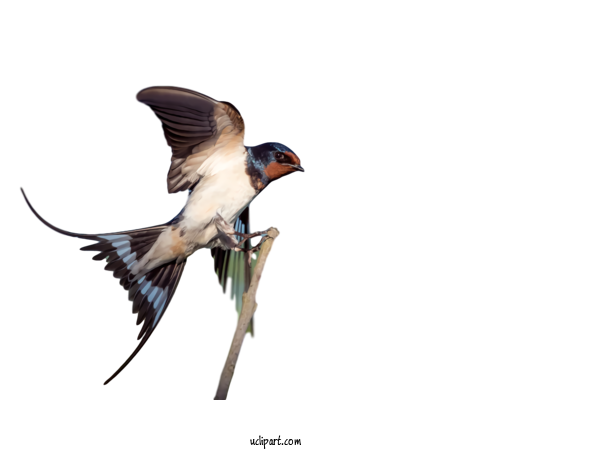 Free Animals Swallow Birds Barn Swallow For Bird Clipart Transparent Background