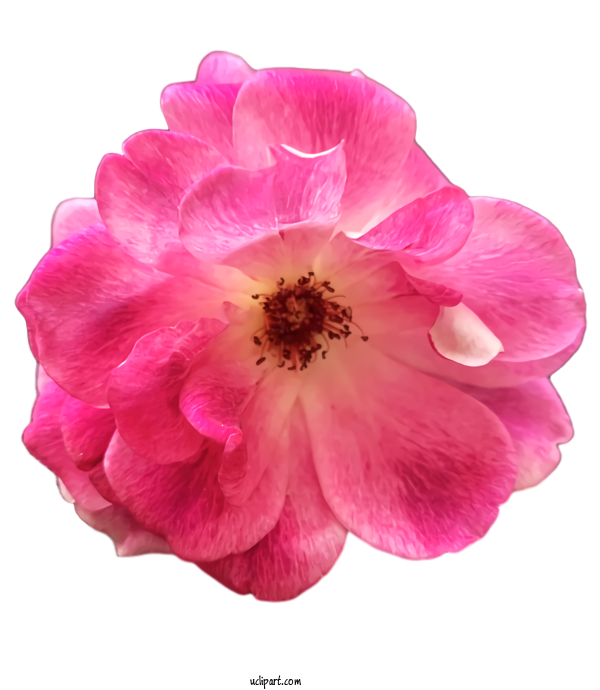 Free Nature Cabbage Rose Garden Roses Floribunda For Plant Clipart Transparent Background