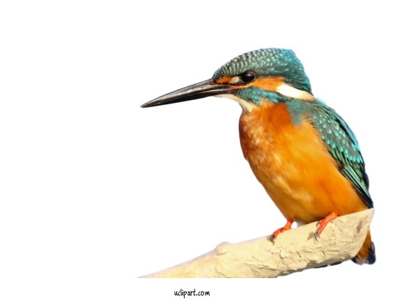 Free Animals Common Kingfisher Birds Kingfisher For Bird Clipart Transparent Background