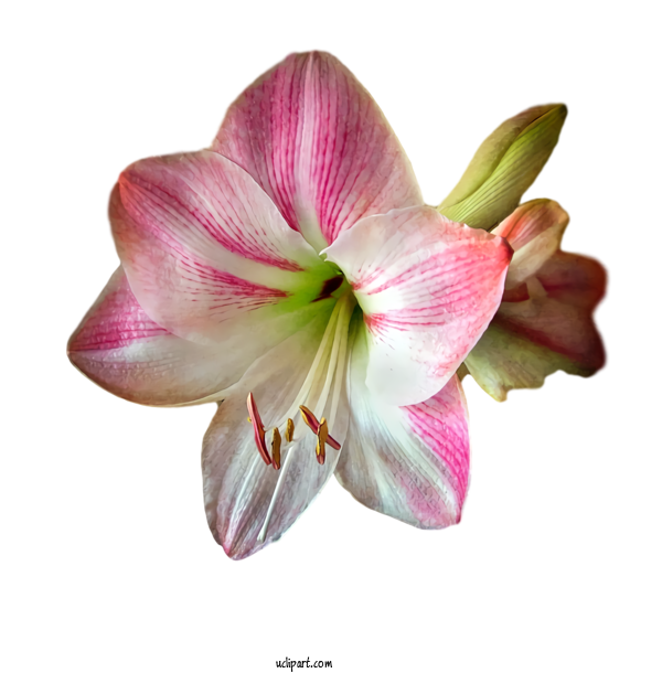 Free Nature Jersey Lily Amaryllis Bud For Plant Clipart Transparent Background