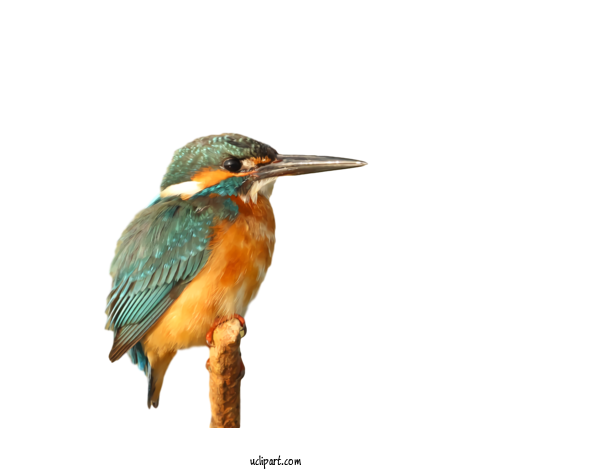 Free Animals Common Kingfisher Belted Kingfisher Birds For Bird Clipart Transparent Background