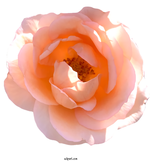 Free Nature Garden Roses Camera Animation For Plant Clipart Transparent Background