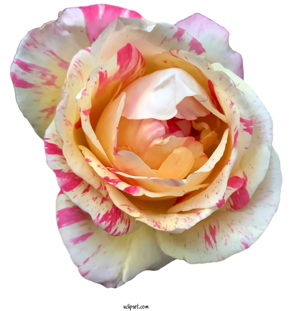 Free Nature Garden Roses Cabbage Rose Camera For Plant Clipart Transparent Background