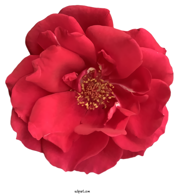 Free Nature Garden Roses Cabbage Rose Floribunda For Plant Clipart Transparent Background