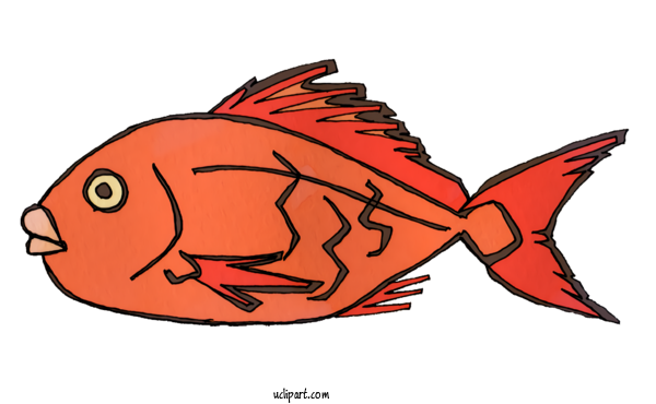 Free Animals Northern Red Snapper Red Cartoon For Fish Clipart Transparent Background