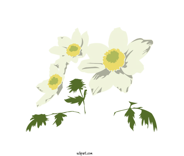 Free Nature Oxeye Daisy Plant Stem Floral Design For Plant Clipart Transparent Background
