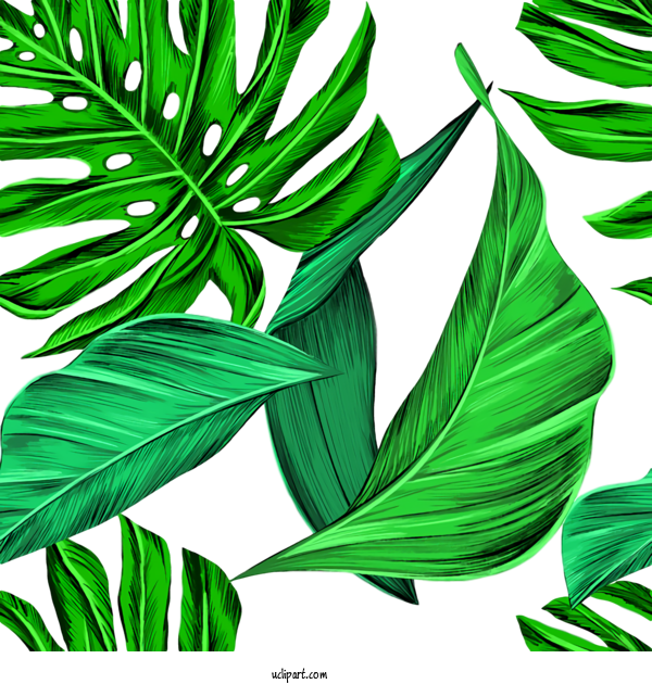 Free Nature Swiss Cheese Plant Leaf Tropics For Leaf Clipart Transparent Background
