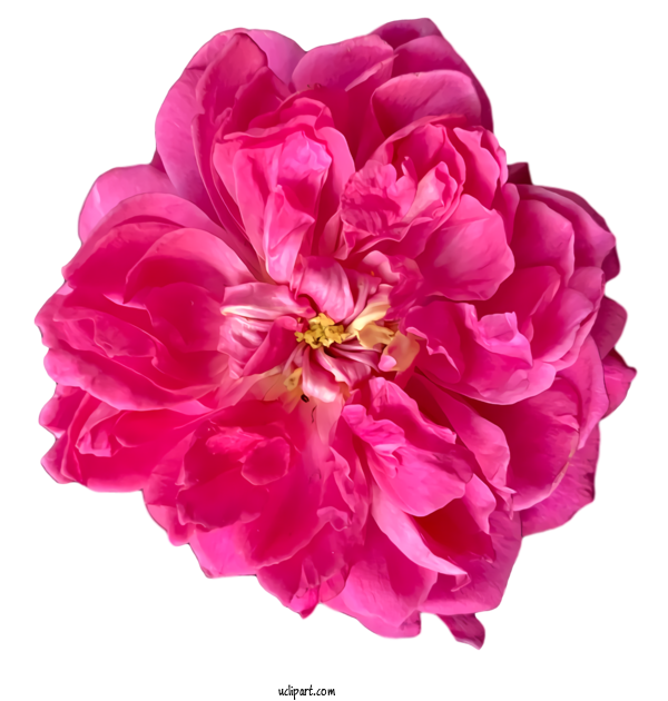 Free Nature Garden Roses Cabbage Rose Floribunda For Plant Clipart Transparent Background