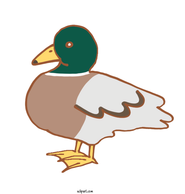 Free Animals Duck Domestic Duck Mallard For Bird Clipart Transparent Background