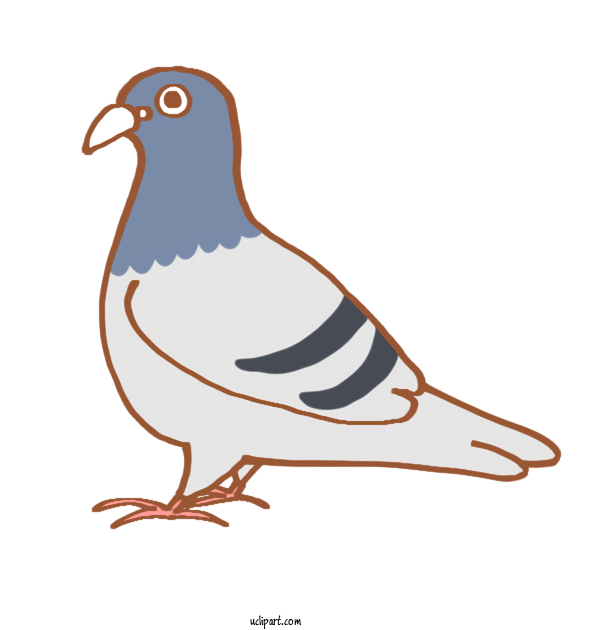 Free Animals Racing Homer Homing Pigeon Birds For Bird Clipart Transparent Background