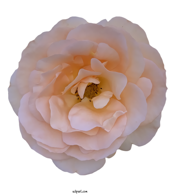 Free Nature Cabbage Rose Garden Roses Floribunda For Plant Clipart Transparent Background