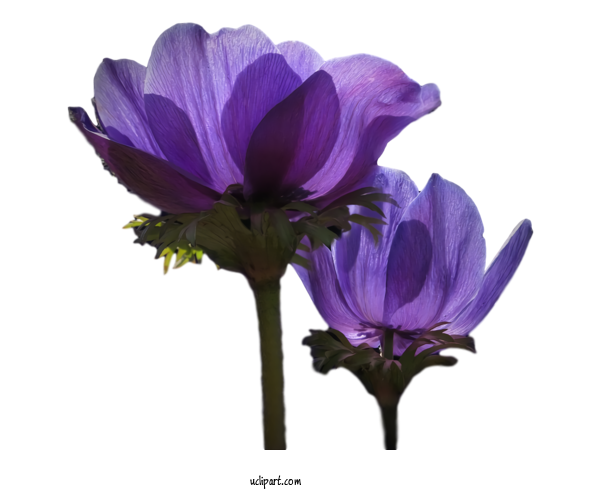 Free Nature Plant Stem Anemone Cut Flowers For Plant Clipart Transparent Background