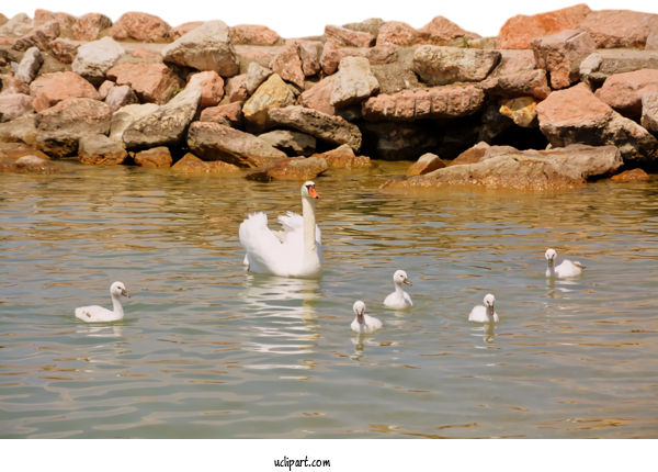 Free Nature Swans Family For Landscape Clipart Transparent Background