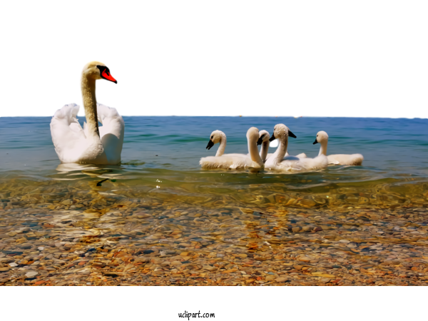 Free Nature Swans PC Da Zero Di Crestani Gianni For Landscape Clipart Transparent Background