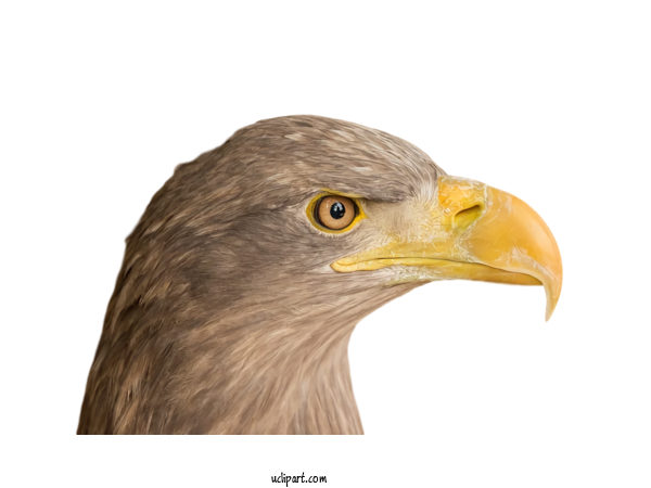 Free Animals Birds Golden Eagle Beak For Bird Clipart Transparent Background