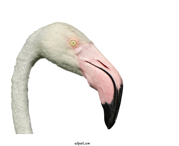 Free Animals Beak Flamingo For Bird Clipart Transparent Background