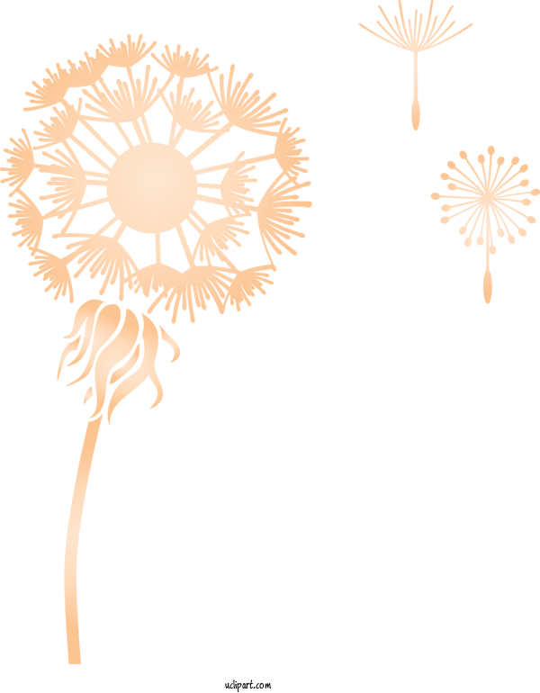 Free Flowers Petal Floral Design Design For Dandelion Clipart Transparent Background