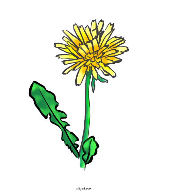 Free Nature Yellow Common Dandelion Animation For Plant Clipart Transparent Background