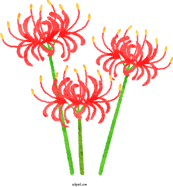 Free Nature Red Spider Lily Drawing Cartoon For Autumn Clipart Transparent Background