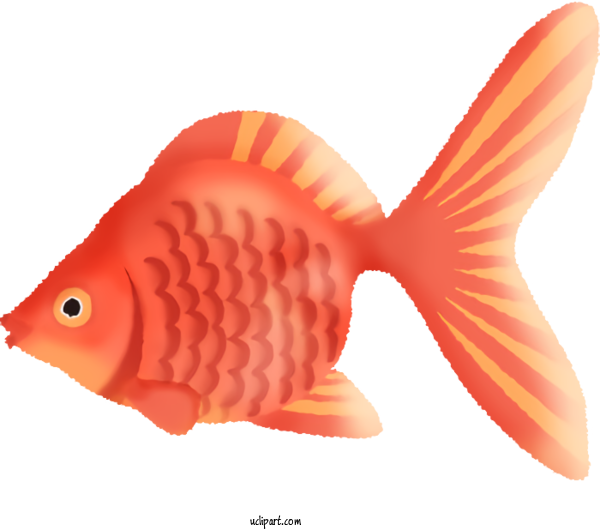 Free Nature Fish Carassius Auratus Tail For Summer Clipart Transparent Background