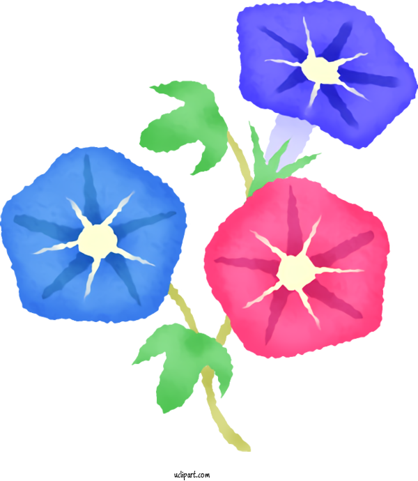 Free Nature Japanese Morning Glory Morning Glory Drawing For Summer Clipart Transparent Background