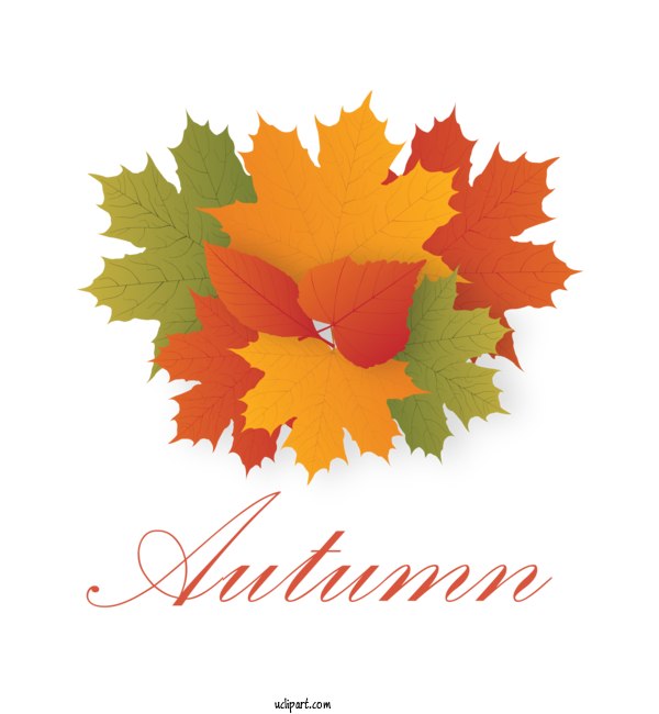 Free Nature Maple Leaf Leaf American Senior Benefits, LLC For Autumn Clipart Transparent Background