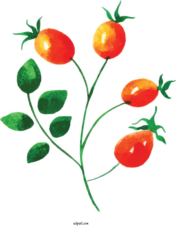 Free Nature Tomato Plant Stem Natural Foods For Leaf Clipart Transparent Background