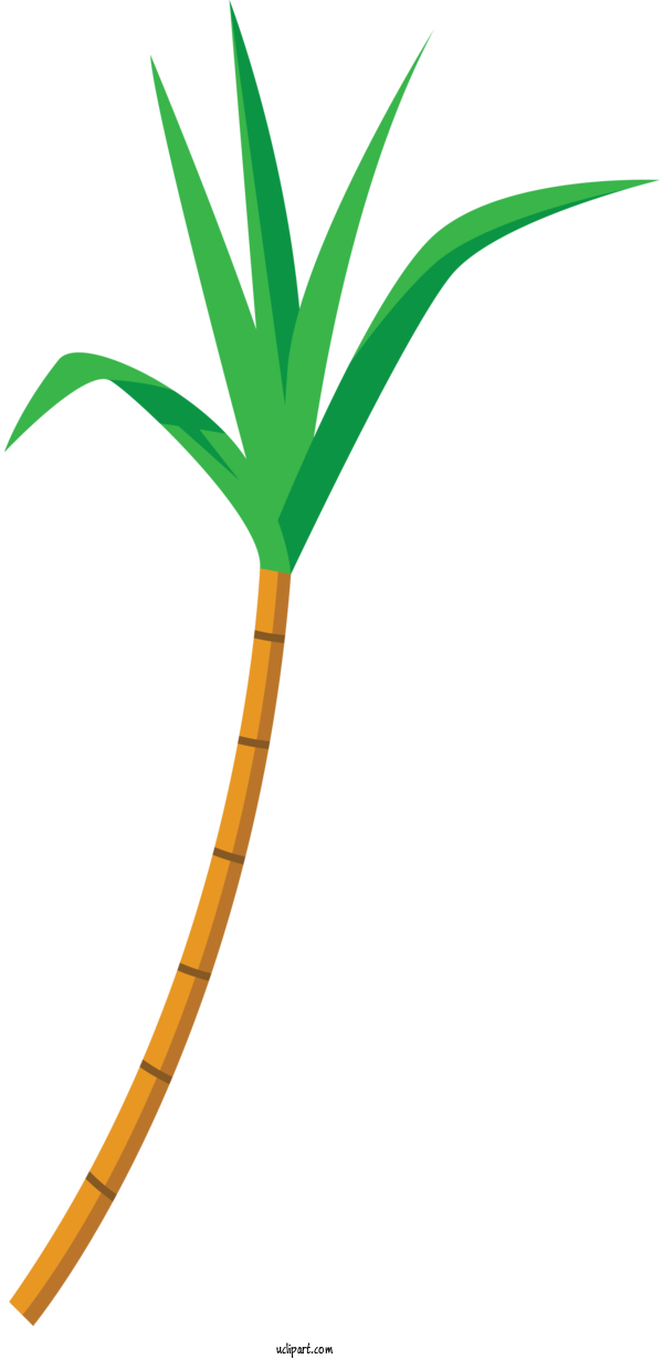Free Holidays Plant Stem Palm Trees Leaf For Pongal Clipart Transparent Background