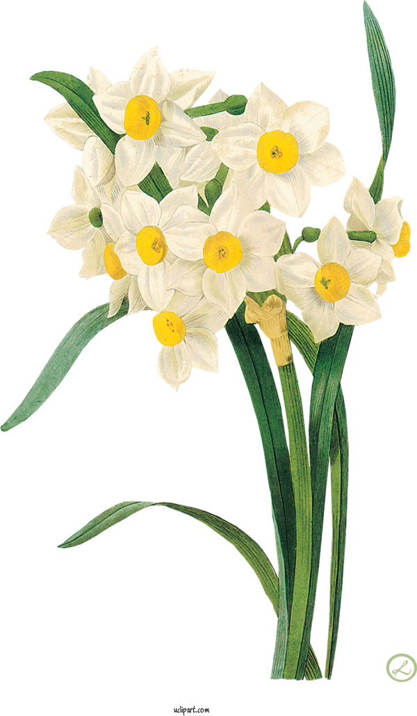 Free Flowers Daffodil Flower Fine Arts For Flower Clipart Clipart Transparent Background