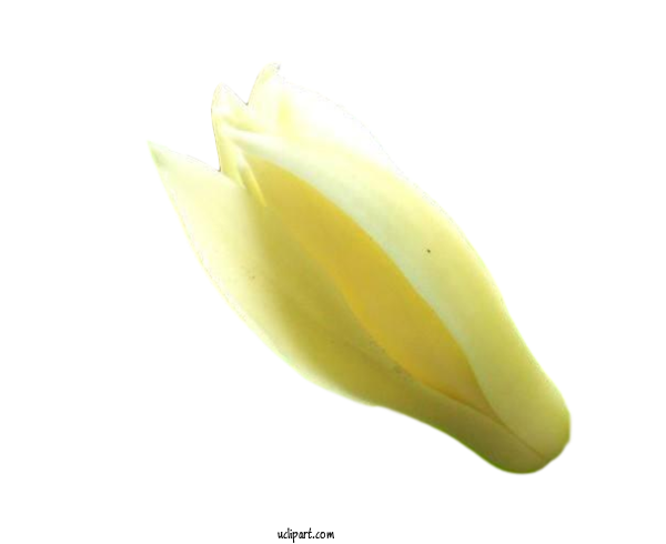 Free Flowers Yellow Close Up Fruit For Flower Clipart Clipart Transparent Background