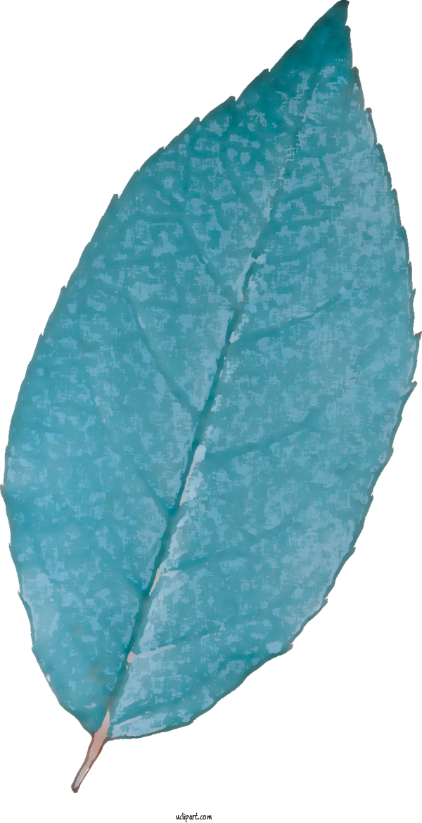 Free Nature Vein Aqua 葉っぱや For Leaf Clipart Transparent Background