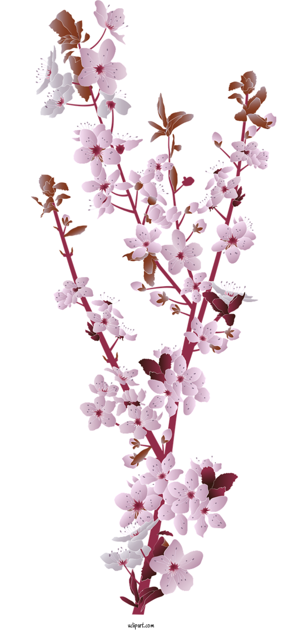 Free Flowers Cherry Blossom Sakura Cerasus For Flower Clipart Clipart Transparent Background