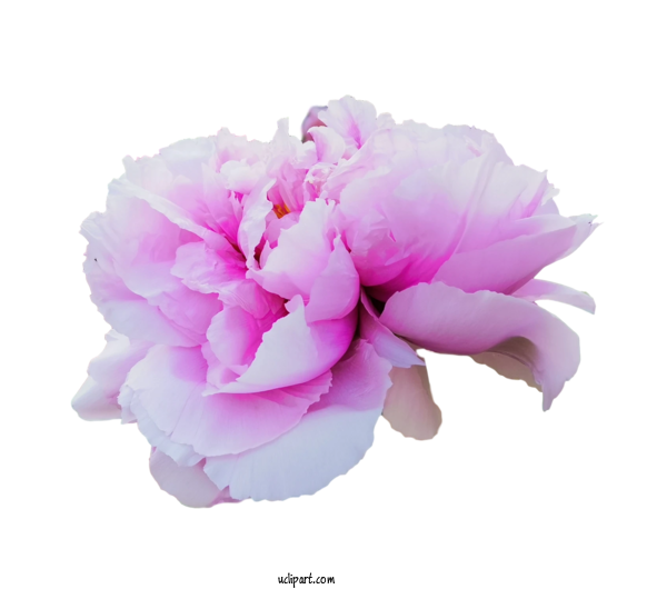 Free Flowers Cabbage Rose Cut Flowers Peony For Lotus Flower Clipart Transparent Background