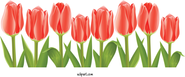 Free Flowers Flower Garden Flower Tulip For Flower Clipart Clipart Transparent Background